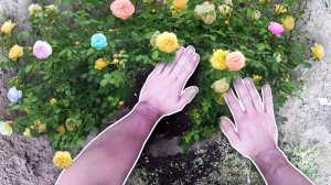 Посадка Сада