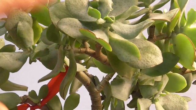 Как увеличить ствол денежного дерева , толстянки.. Подкормка толстянки соком из собственных листьев смотреть онлайн