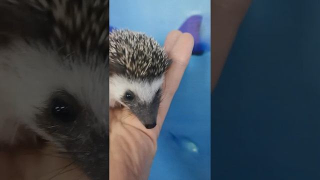 Карликовый Африканский Ёж, новое поступление смотреть онлайн