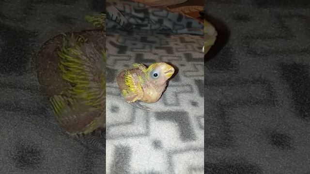 Подкормка птенца неразлучника. Как кушает птенец смотреть онлайн