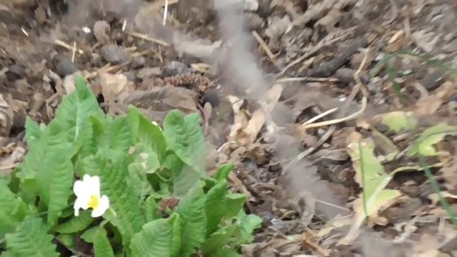 Фундук Трапезунд. Вид моего куста без листьев. Вес орехов. смотреть онлайн