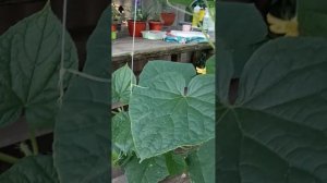 огурец Трюкач через месяц и огурец Арагорн.