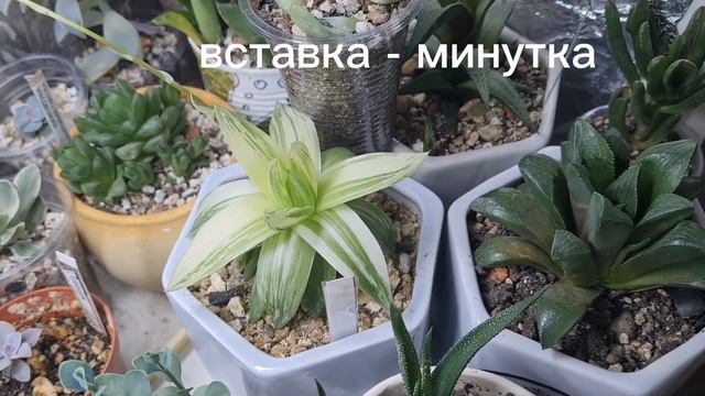 Маммиллярия 'Mammillaria Magnimamma'. Обзор цветущих #kaktus