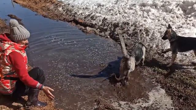 Щенок ВЕО. Зевка 132 день от рождения. Грязь и солнце. смотреть онлайн