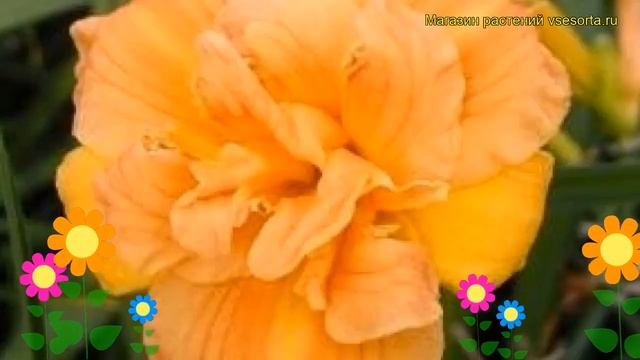 Лилейник гибридный Лонгфилдс Киттен. Краткий обзор, описание hemerocallis Longfields Kitten смотреть онлайн