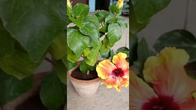 জবা গাছে পোকার আক্রমণে জেরবার হয়ে থাকলে ভিডিও টি আপনার জন্য। #hibiscusflower #hibiscusplant смотреть онлайн