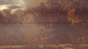 Работа пчёл внутри улей.Что делают пчелы и как выглядит пчелиный расплод.