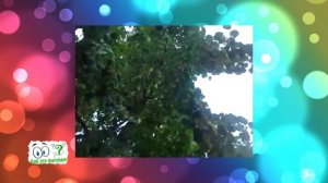 Как выглядит дерево Липа