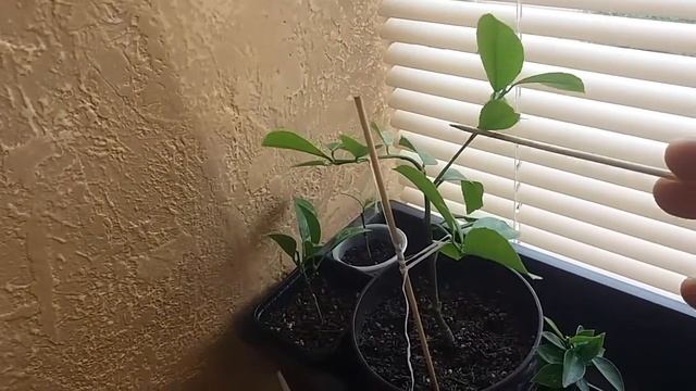 Обрезка и формирофка комнатного лимона(((ЦИТРУСА)))2017 смотреть онлайн