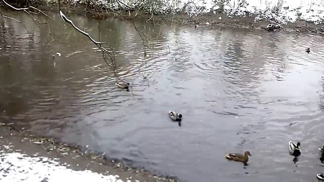 Прогулка , кормление птиц. смотреть онлайн