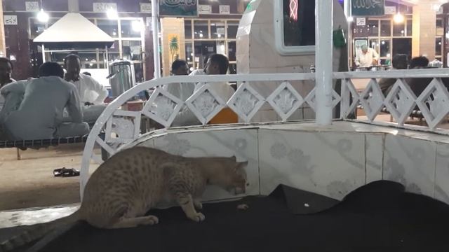 Cat eating piece of meat -Cat eating raw chicken смотреть онлайн