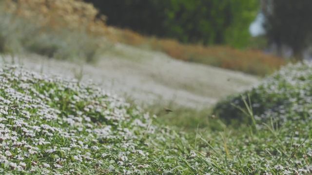 Lippia nodiflora: Alternativa al prato all'inglese смотреть онлайн