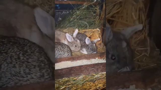 рост кролика за 3 минуты или жизнь кролика за 3 минуты! смотреть онлайн