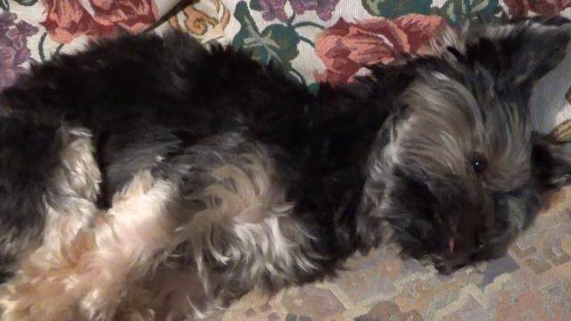 Закупка! 🏠 Purchase! смотреть онлайн