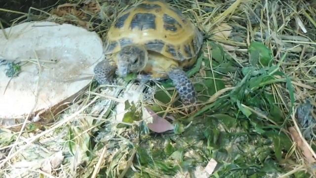 Жизнь 3 #черепах Афродита переехала в дом к Геркулесу свадьба / Чихуа Маркиза , Вика , Дуся и други