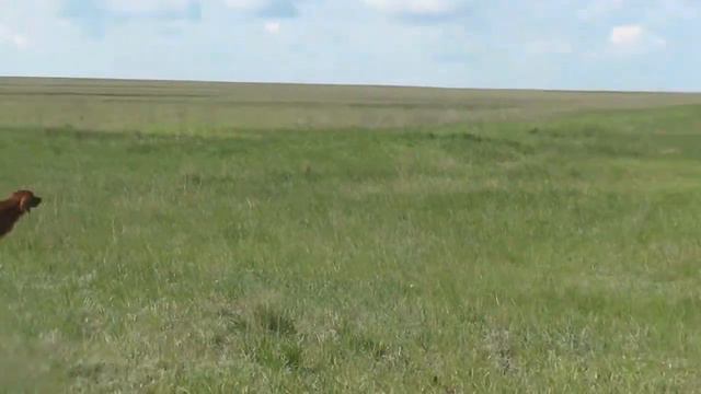 Ирландский сеттер Арланда, весна 2016 смотреть онлайн
