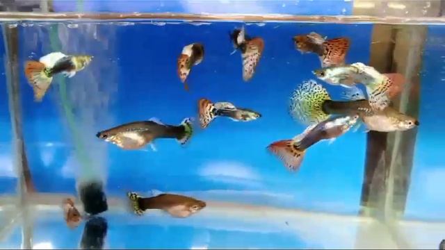 скрещивание гуппи, новые результаты " что вышло то вышло!" смотреть онлайн