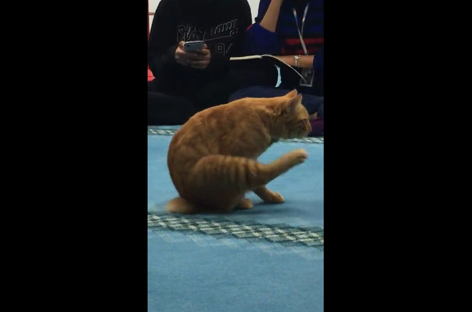 Просто смешной кот смотреть онлайн