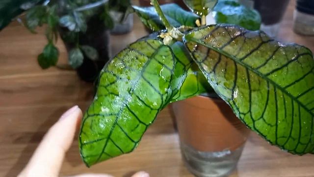 ??Хойи, которые загорают при искусственном освещении. Как я укореняю черенки хой. смотреть онлайн