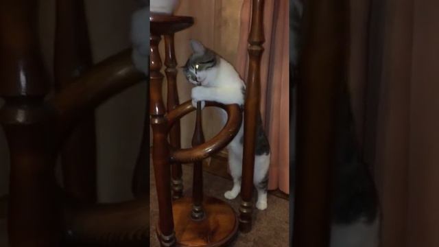 Древоед смотреть онлайн