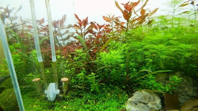 Building an EPIC Planted Shrimp Tank: Step By Step Aquascape Tutorial with CO2 смотреть онлайн