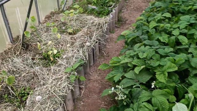 Дыни, помидоры и первые уже созревшие ягоды земклуники в парнике. Огород. смотреть онлайн