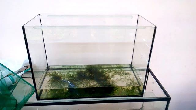 Разведение гуппи смотреть онлайн