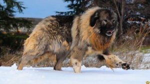 Полярный Волк против Кавказской Овчарки Кто Победит Собака или Волк?