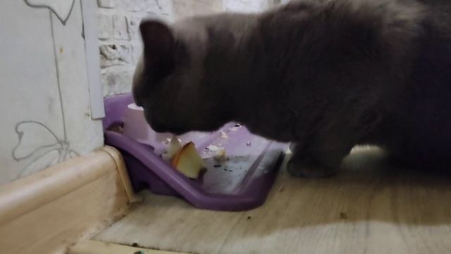 Кот британец жадно пожирает дыню. Почему коты едят дыни и огурцы? смотреть онлайн