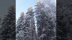 Зимний лес России