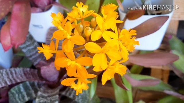 Оранжевое небо. Erythrina Caffra, Epidendrum Radicans.