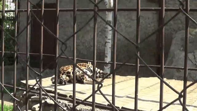 Леопард отдыхает смотреть онлайн