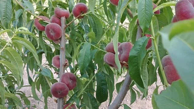 Інжирний персик УФО-3. Peach YFO-3. Ранній, солодкий, білом'ясий. Огляд від Максі Сад смотреть онлайн