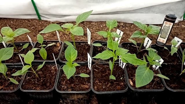 Утренний обзор рассады в теплице. Температура в теплице | 20 марта 2023 г. смотреть онлайн