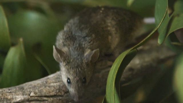 Full Animal Planet Documentary, Deadliest South Africa, Episode 1 смотреть онлайн