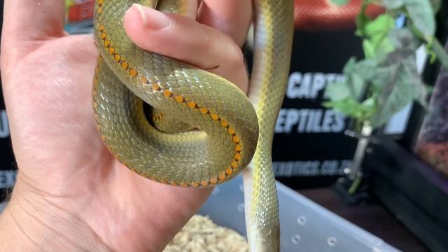 AURORA HOUSE SNAKES! Care and Babies Hatching! смотреть онлайн