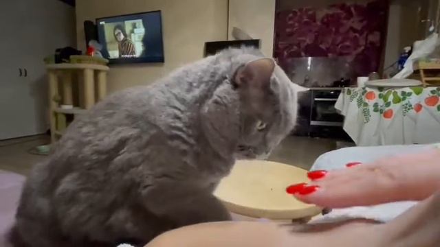 Фуфырка и Ватрушечка дома 1 смотреть онлайн