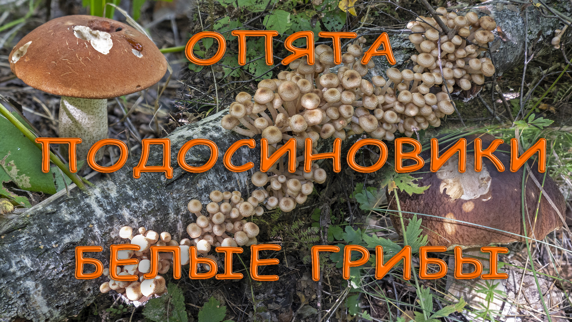 По грибы 2023! Пришло время стричь опят. Осенние опята, подосиновики, белые грибы. смотреть онлайн