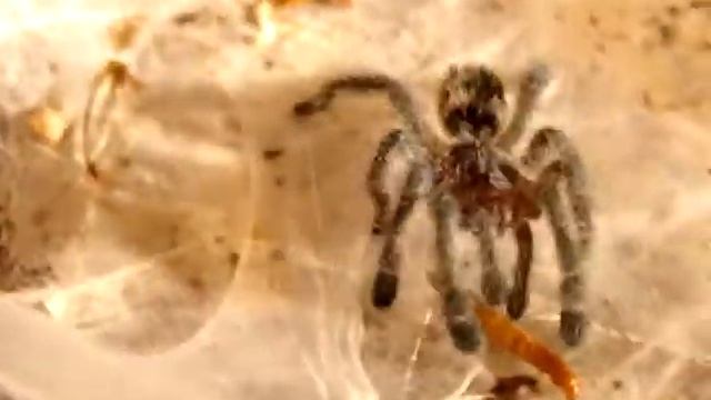 Avicularia purpurea L4.MPG смотреть онлайн