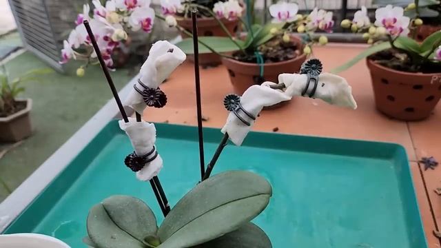 Miraculously when just this glass of water, the orchid pot blooms continuously for 4 seasons смотреть онлайн