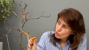 07.Бонсай из бука (ч.7).