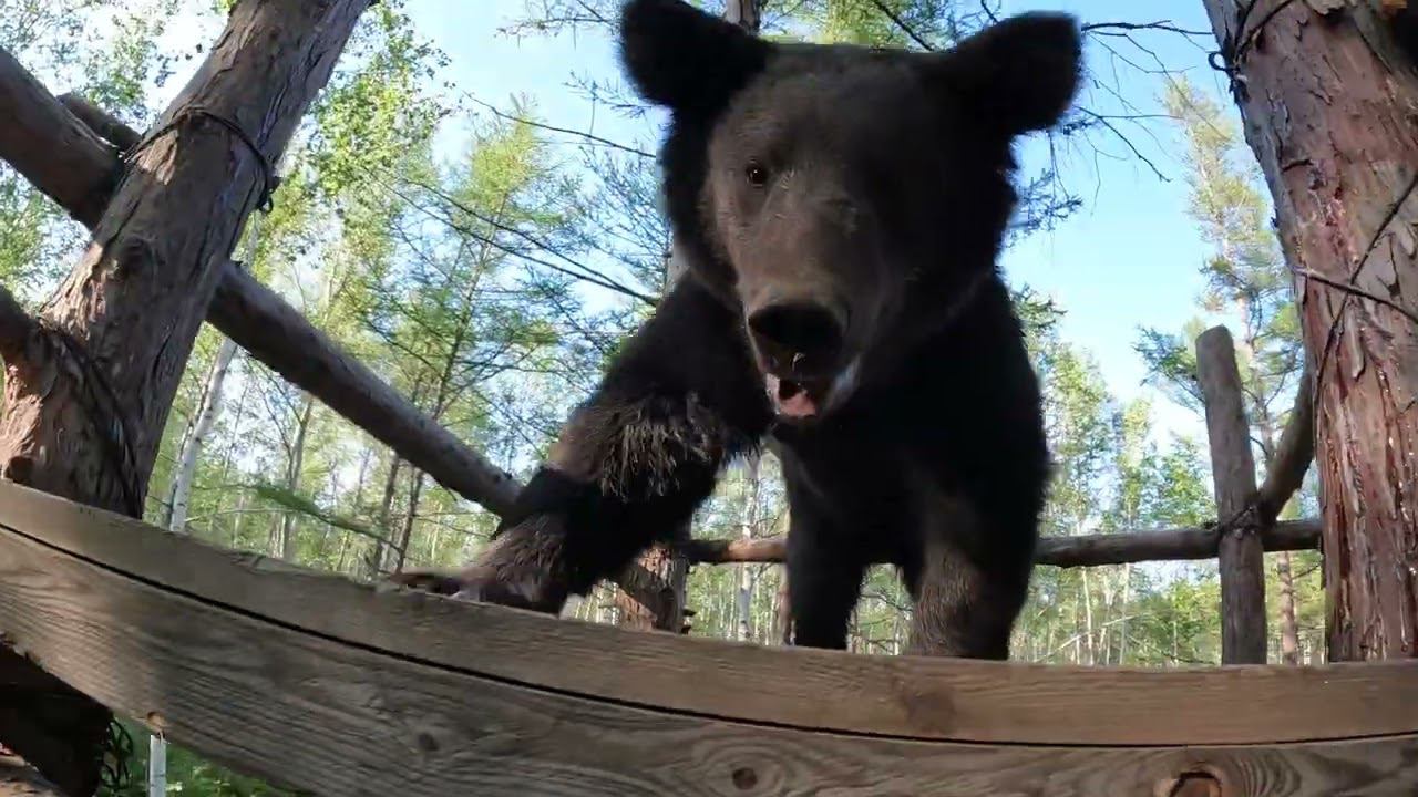 Ресторан для Буржуя закрыт. Медведь. смотреть онлайн