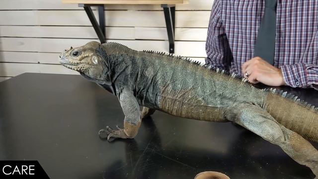 Rhinoceros Iguana, The Best Pet Lizard? смотреть онлайн