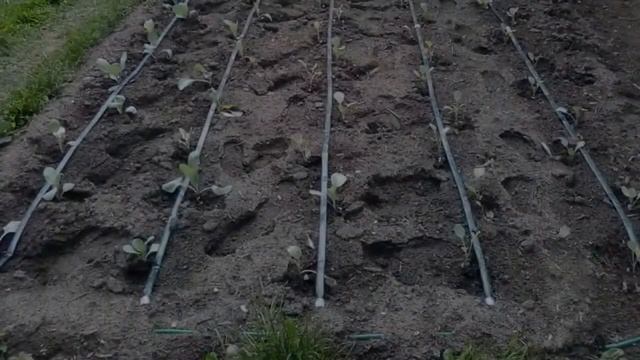 Капельницы Для Капельного Полива Купить смотреть онлайн