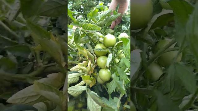 Забытые помидоры Белый налив - совершенно напрасно считающиеся не модными помидоры советской поры смотреть онлайн