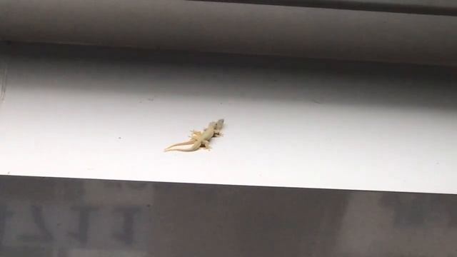 Ящерицы занимаются любовью на улице Паттайи смотреть онлайн