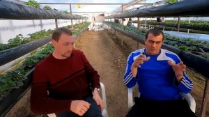 кальциевая селитра - как часто вносить?