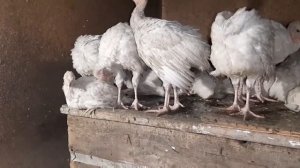 Индюки бройлеры 66 сутки , таблетки левомицетин личный опыт