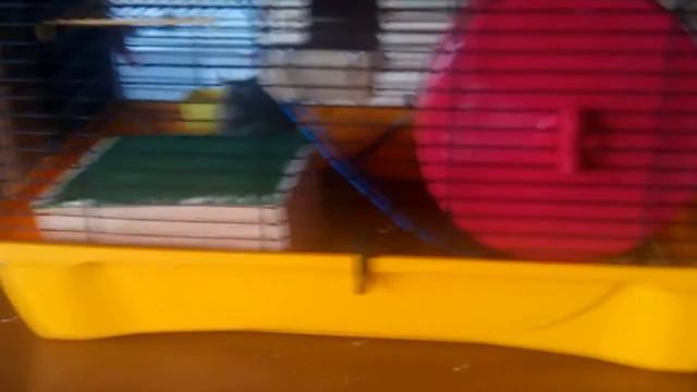 Милота какая 😳😍, мои дегу смотреть онлайн