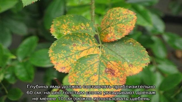 Роза Анни Дюпрей (Anny Duperey) — выращивание и уход смотреть онлайн